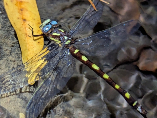 iNaturalist observation photo of Pacific Spiketail