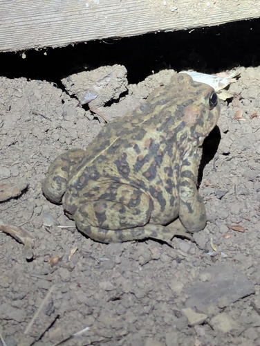 iNaturalist observation photo of Western Toad