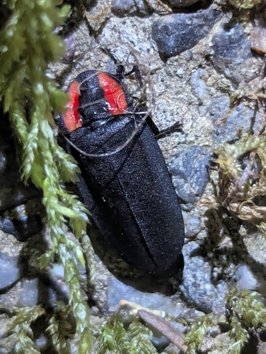 iNaturalist observation photo of California Glowworm
