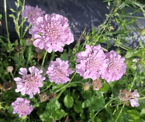 Field Scabious