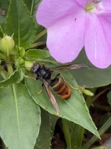 Yellow-legged Hornet