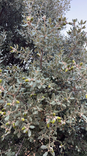 sweet acorn oak