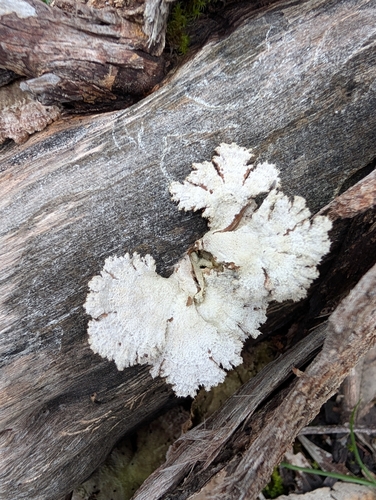 splitgill mushroom