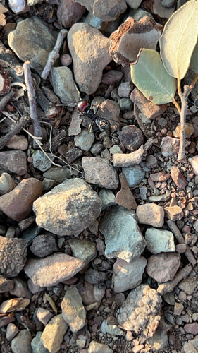 Barbary Harvester Ant