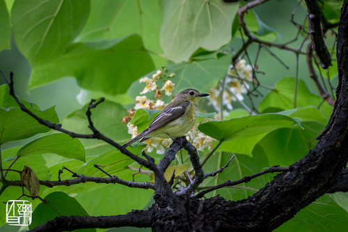 Yellow-rumped Flycatcher