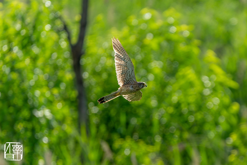 Eurasian Kestrel