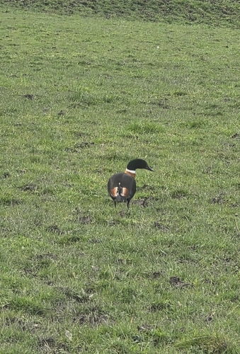 Australian Shelduck