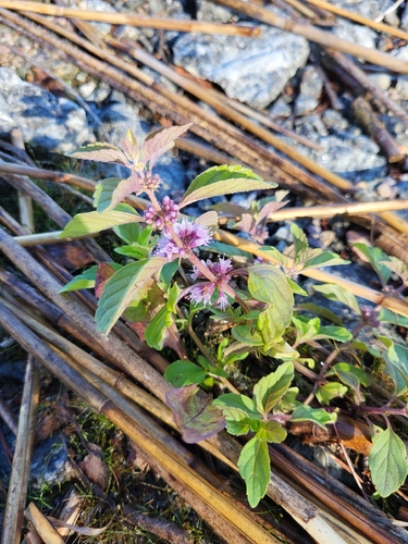 corn mint