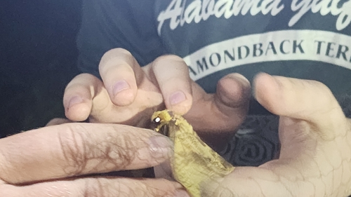 Imperial Moth
