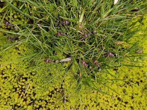 Southern Meat Ant