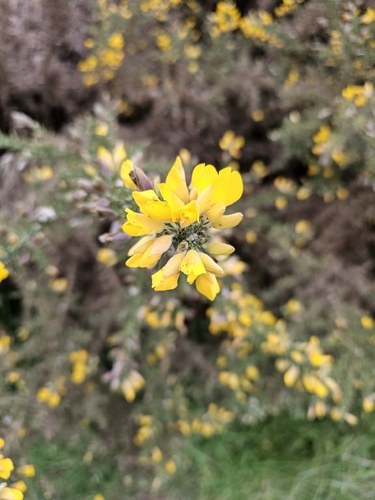 gorse