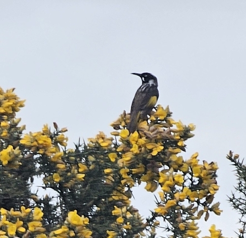 New Holland Honeyeater