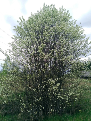 Varpinė medlieva nuotrauka