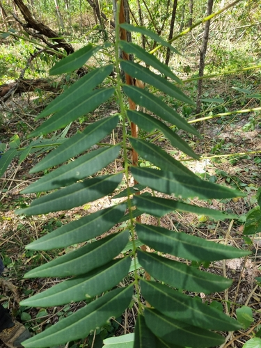 Ferntop Ash
