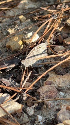 Tree Grayling