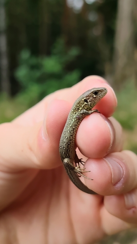 Sand Lizard