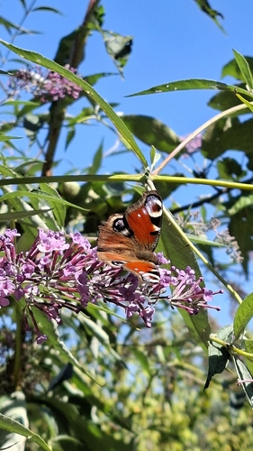 European Peacock Butterfly