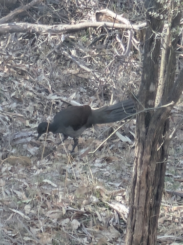 Superb Lyrebird