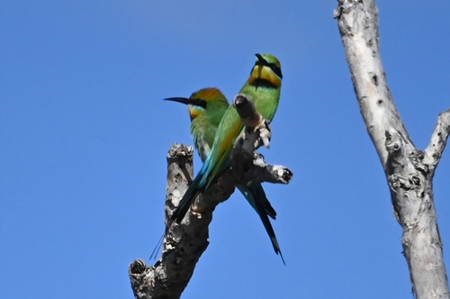 Rainbow Bee-eater