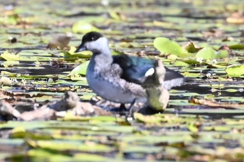 Green Pygmy-Goose
