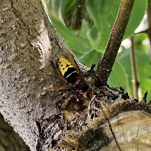 European Hornet