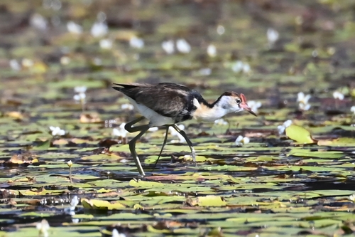 Comb-crested Jacana