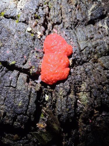 Tubifera coralloides