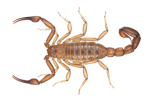 Stahnkeus subtilimanus