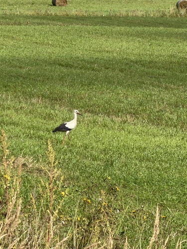 White Stork