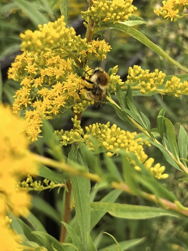 Common Carder Bumble Bee