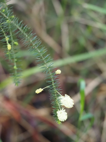Prickly moses