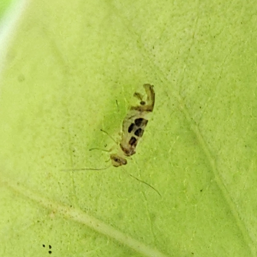 F-winged Barklouse