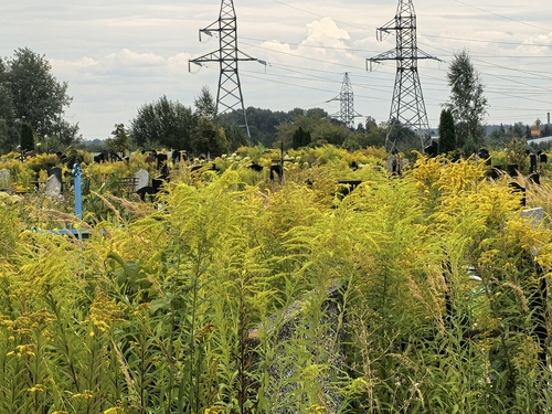 Canada goldenrod