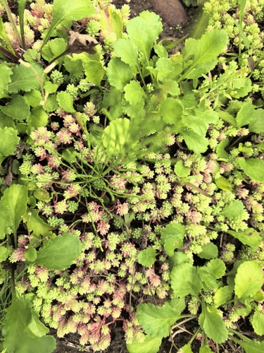 Turkish stonecrop