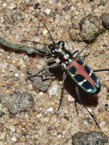 Iridescent Tiger Beetle