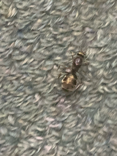 Southern Meat Ant
