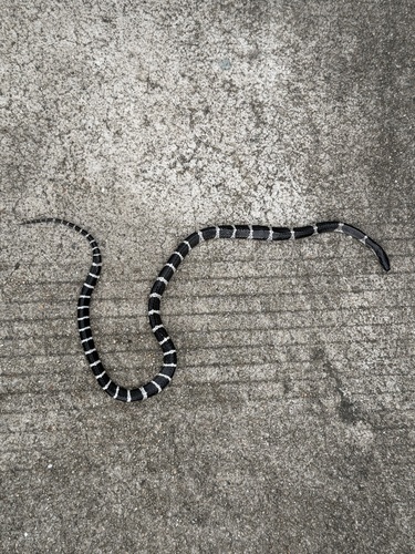 Many-banded Krait