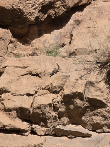 Barbary Ground Squirrel