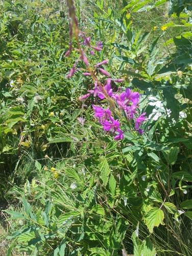 fireweed