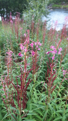 fireweed