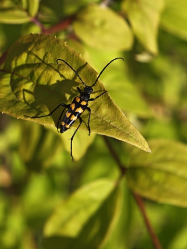 four-banded longhorn beetle