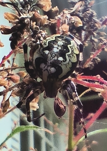 Marbled Orbweaver