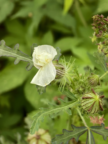 flower-of-an-hour