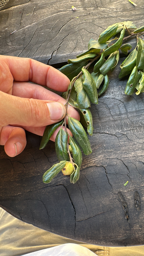 quinine bush