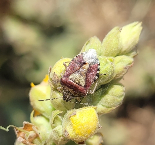 Sloe Bug