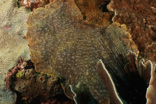 Lithophyllon undulatum