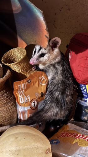 White-eared Opossum