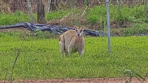 Agile Wallaby