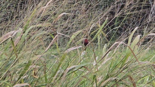 Crimson Finch