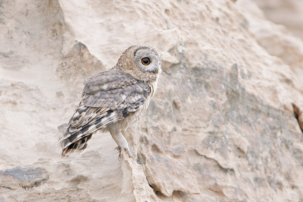 Desert Owl (Strix hadorami)